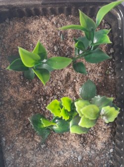 画像5: Reality in Scale[PP025]1/16-1/35 ジャングルの植物セット6 植物2種類入