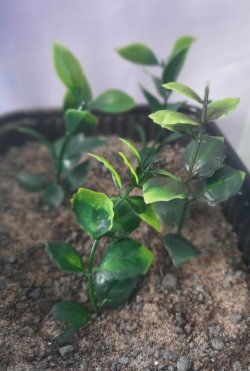 画像6: Reality in Scale[PP025]1/16-1/35 ジャングルの植物セット6 植物2種類入