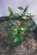 画像6: Reality in Scale[PP025]1/16-1/35 ジャングルの植物セット6 植物2種類入 (6)
