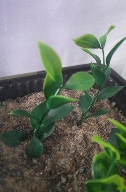 画像7: Reality in Scale[PP025]1/16-1/35 ジャングルの植物セット6 植物2種類入