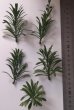 画像2: Reality in Scale[PP026]1/16-1/35 ジャングルの大型植物1 (2)