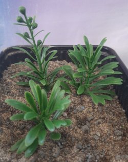 画像3: Reality in Scale[PP026]1/16-1/35 ジャングルの大型植物1