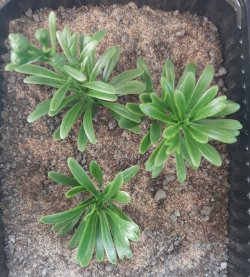 画像4: Reality in Scale[PP026]1/16-1/35 ジャングルの大型植物1