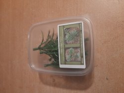 画像6: Reality in Scale[PP026]1/16-1/35 ジャングルの大型植物1