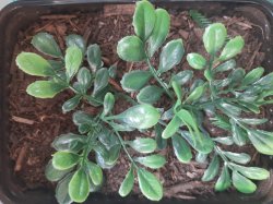 画像3: Reality in Scale[PP027]1/16-1/35 ジャングルの大型植物2