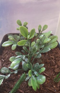 画像5: Reality in Scale[PP027]1/16-1/35 ジャングルの大型植物2