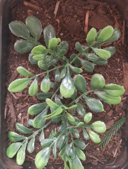 画像6: Reality in Scale[PP027]1/16-1/35 ジャングルの大型植物2