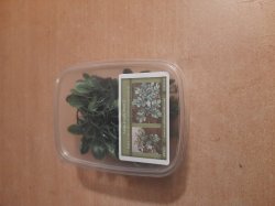 画像7: Reality in Scale[PP027]1/16-1/35 ジャングルの大型植物2