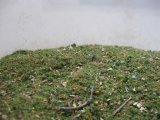 Reality in Scale[SCAT1]石の混じった牧草地の草