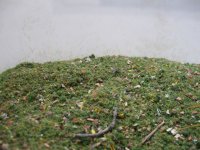 Reality in Scale[SCAT1]石の混じった牧草地の草