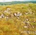 画像2: Reality in Scale[F733]ロシア・中央アジアの大平原シート 晩夏/枯れ色・石(大量)混じり(18x28cm) (2)
