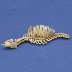 画像2: RoyalModel[RM1046]1/35 ジオラマアクセサリー 牛の骨 n.1