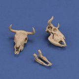 RoyalModel[RM1051]1/35 ジオラマアクセサリー 牛の頭骨