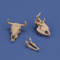 RoyalModel[RM1051]1/35 ジオラマアクセサリー 牛の頭骨