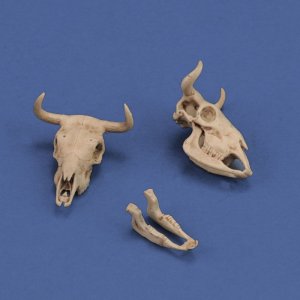 画像1: RoyalModel[RM1051]1/35 ジオラマアクセサリー 牛の頭骨 (1)