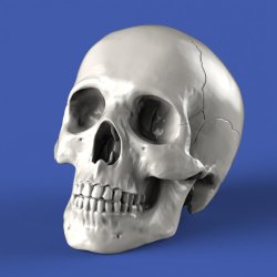 画像2: RoyalModel[RM912]1/32 頭蓋骨(54mm)8個入