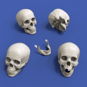 画像1: RoyalModel[RM913]1/20 頭蓋骨(90mm)4個入 (1)