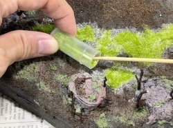 画像2: セガワモデリング[DO-1012]萌芽林（ひこばえ）キット