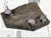 画像5: セガワモデリング[DO-1012]萌芽林（ひこばえ）キット