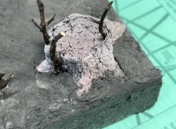 画像6: セガワモデリング[DO-1012]萌芽林（ひこばえ）キット