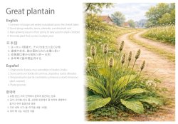 画像2: SCENIX Studio[SXP35004]1/35 ジオラマアクセサリー セイヨウオオバコ(8個入)