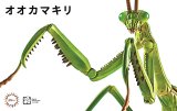 フジミ模型　自由研究23 いきもの編 オオカマキリ