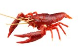 フジミ模型　自由研究24 いきもの編 アメリカザリガニ（レッド）