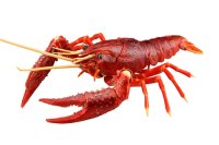 フジミ模型　自由研究24 いきもの編 アメリカザリガニ（レッド）