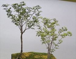 画像1: 紙創り[Ａ-20]ガジュマル