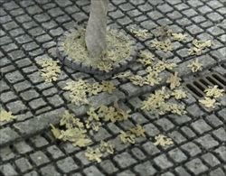 画像1: 紙創り[B-4]枯葉メープル（茶）