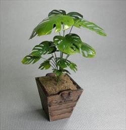 画像1: 紙創り[G-25]モンステラ