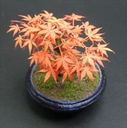画像1: 紙創り[G-28]盆栽　もみじ