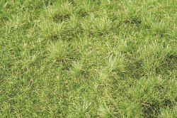 画像1: ミニネイチャー[713-23]茂みのある牧草地 秋の訪れ