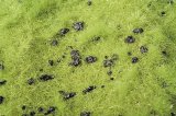 ミニネイチャー[714-21]モグラ塚のある牧草地 萌える春