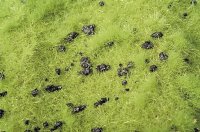 ミニネイチャー[714-21]モグラ塚のある牧草地 萌える春