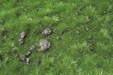 ミニネイチャー[714-22]モグラ塚のある牧草地 夏の盛り