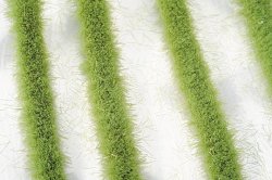 画像1: ミニネイチャー[718-21]道沿いの芝草‐萌える春