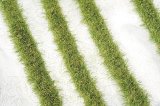 ミニネイチャー[718-23]道沿いの芝草‐秋の訪れ