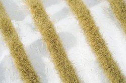 画像1: ミニネイチャー[718-24]道沿いの芝草‐冬が来る