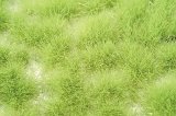 ミニネイチャー[727-21]丈のある草むら‐萌える春