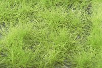 ミニネイチャー[727-31]草の茂み‐萌える春