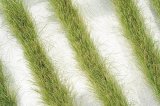 ミニネイチャー[728-23]道沿いの草むら 秋の訪れ