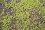 ミニネイチャー[735-21]炭山の大地-春