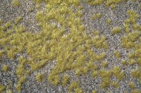 ミニネイチャー[735-23]炭山の大地-初秋
