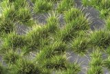 ミニネイチャー[737-22]光る草むら‐夏の盛りに