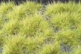 ミニネイチャー[737-31]光る草の茂み‐春うらら