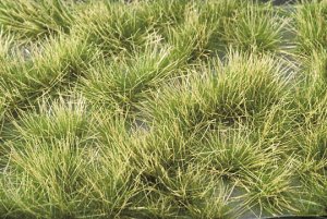 画像1: ミニネイチャー[737-32]光る草の茂み‐夏の盛りに (1)