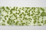 ミニネイチャー[747-22]苔のじゅうたん‐黄緑
