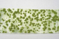 ミニネイチャー[747-22]苔のじゅうたん‐黄緑