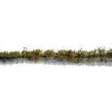 ミニネイチャー[767-22m]マイクロパック　道端の花－黄